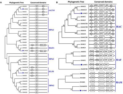 Genome-Wide Identification of Histone Modifiers and Their Expression Patterns during Fruit Abscission in Litchi